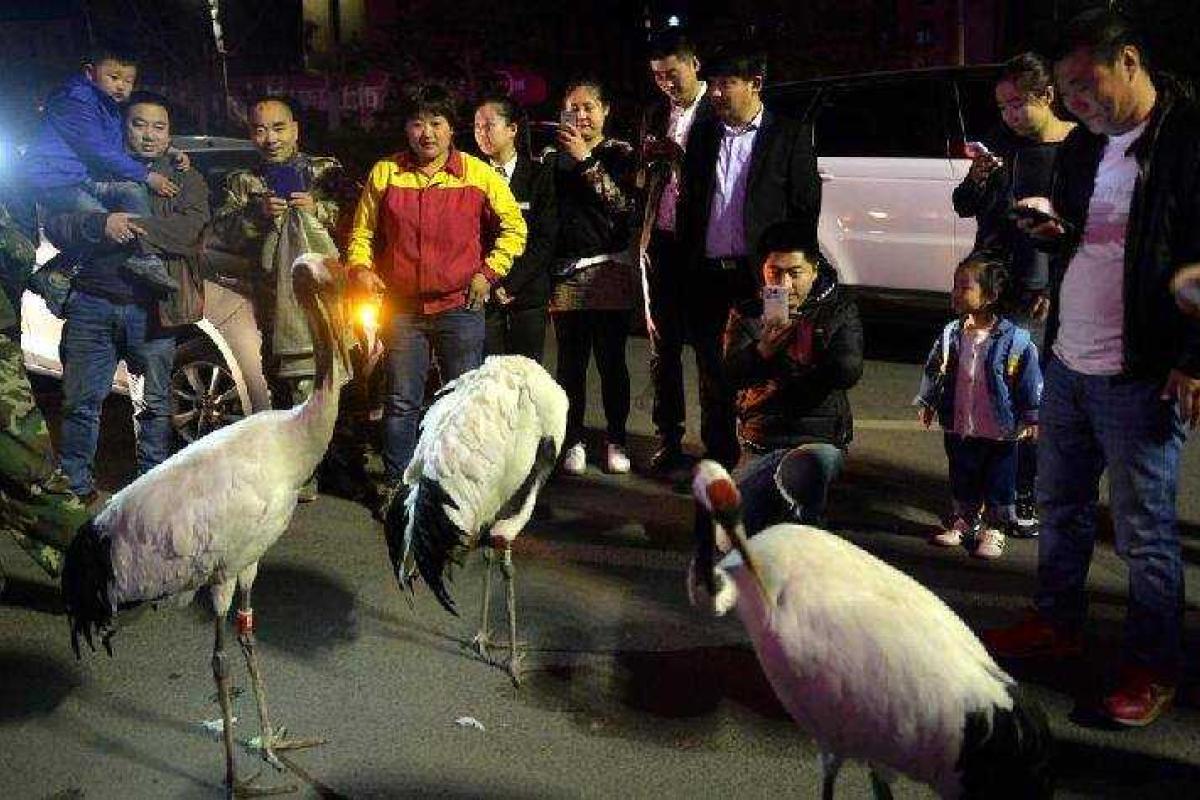 По улицам китайского города Шэньян прогуливались журавли вымирающего вида
