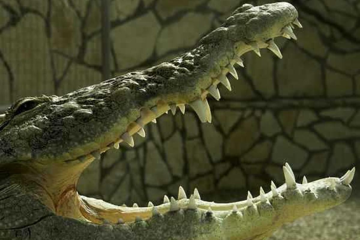 В Индонезии найдено растерзанное тело российского туриста: мужчина стал жертвой нападения крокодила