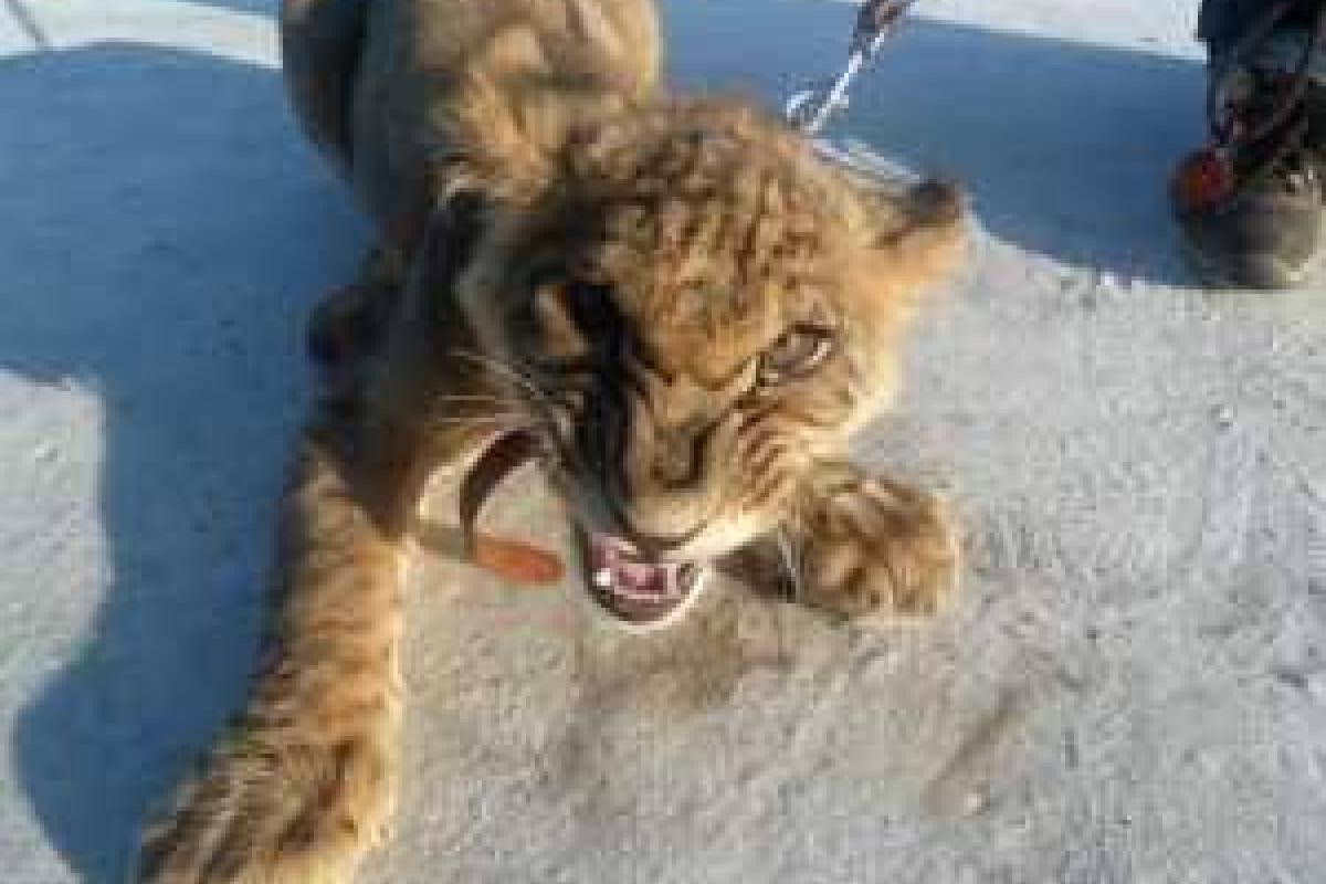 В Сети появилось видео нападения львенка из передвижного зоопарка на мальчика во Владимире