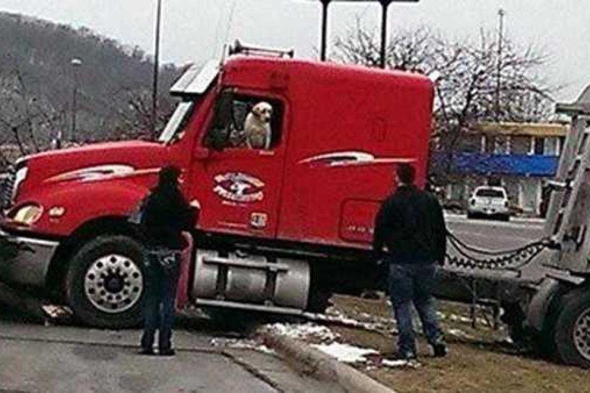 В американском городе Манкейто в ДТП попал тягач с лабрадором за рулем В американском городе Манкейто в ДТП попал тягач с лабрадором за рулем