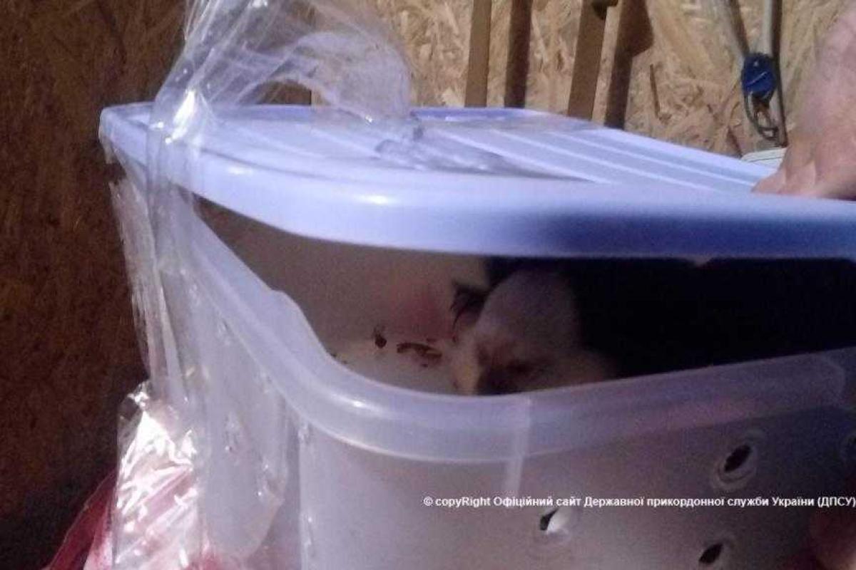 На Луганщине пограничники обнаружили в автомобиле клетки с живыми обезьянами