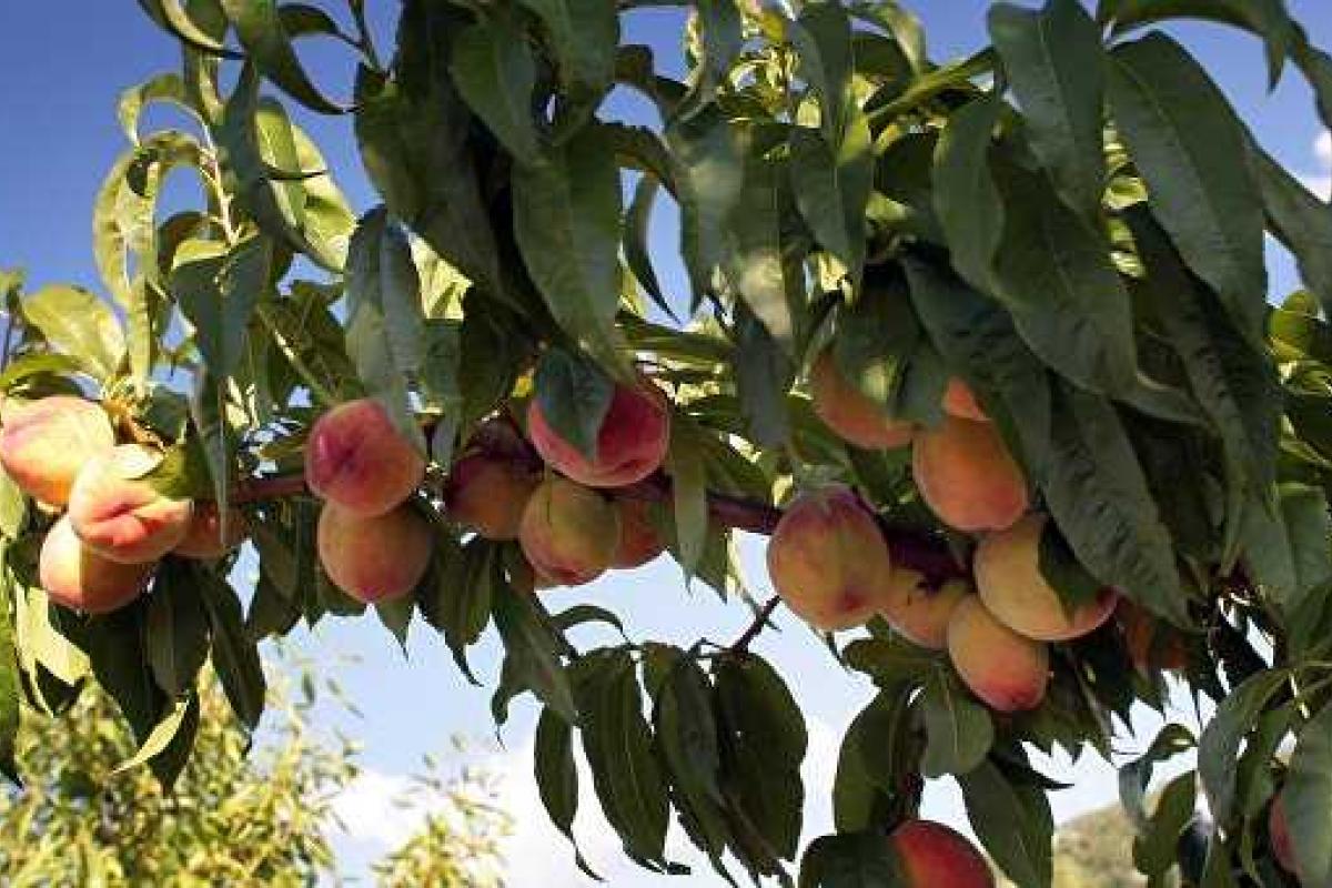 Заморозки убили практически весь будущий урожай косточковых культур в Крыму Заморозки убили практически весь будущий урожай косточковых культур в Крыму