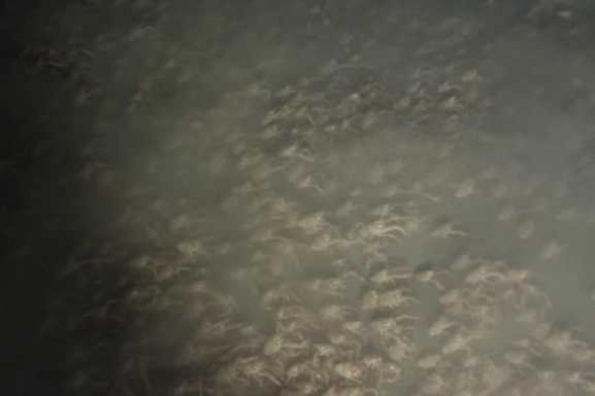 У побережья Панамы исследовательское судно засняло на видео "крестовый поход" крабов