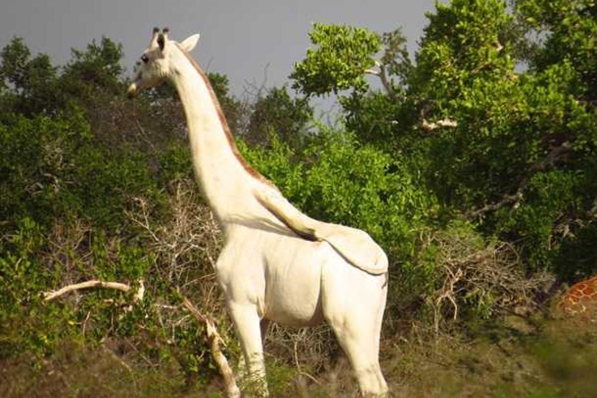 В Кении в объектив фотографа попал необычный белый жираф