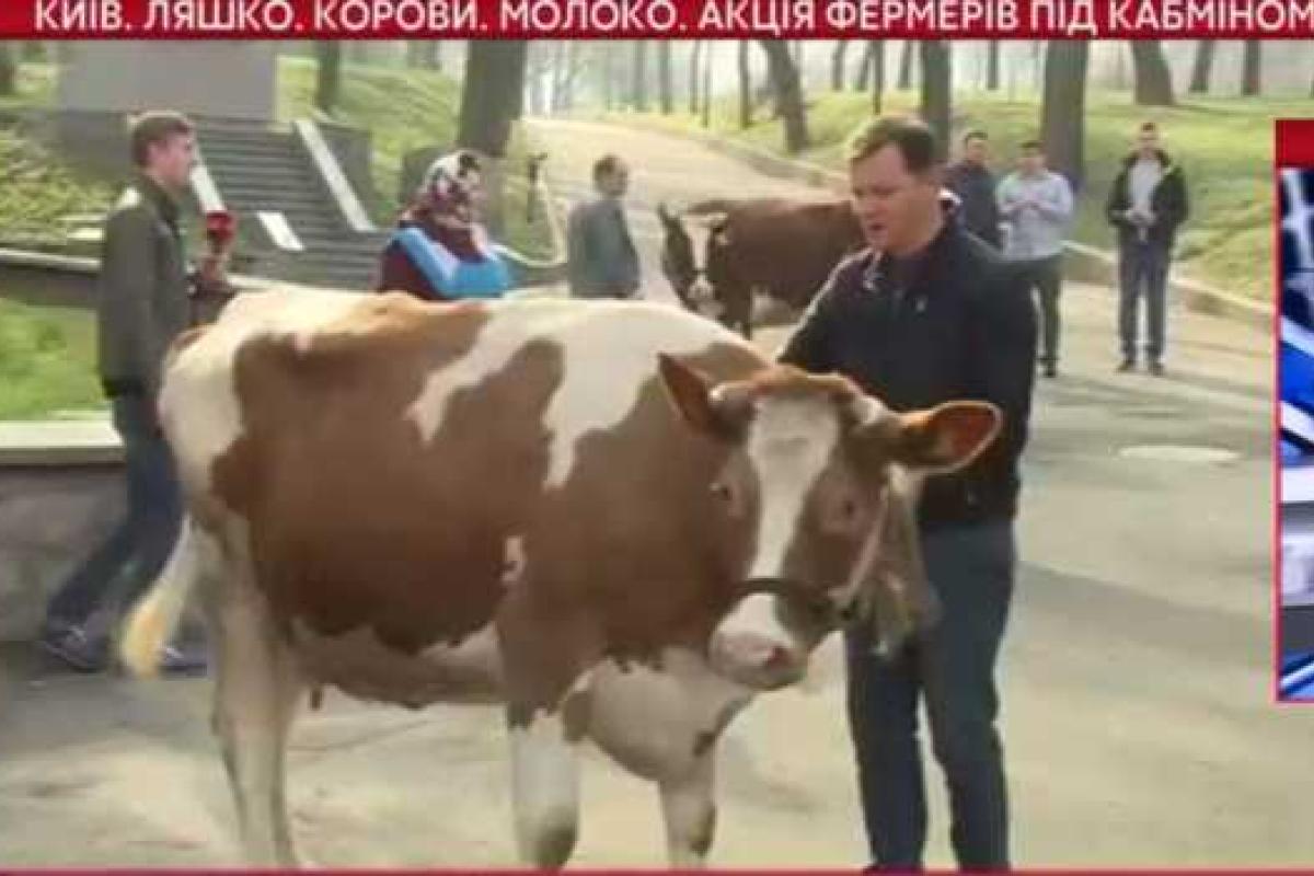 В центр Киева вызвали полицию для разгона митинга с участием радикалов и коров - Ляшко В центр Киева вызвали полицию для разгона митинга с участием радикалов и коров - Ляшко