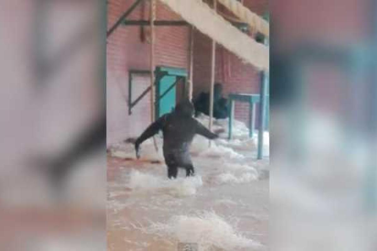 Пользователей Сети покорила танцующая горилла