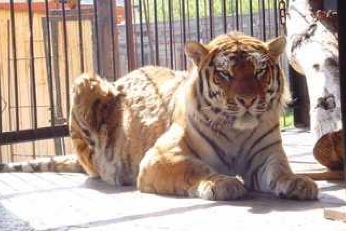 Официальная экспертиза подтвердила, что школьница из Барнаула, которую едва не загрыз тигр, была пьяна