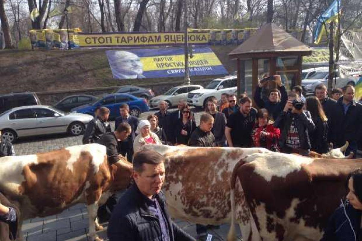 В Киеве Ляшко "штурмует" Кабмин в компании соратников-радикалов и живых коров