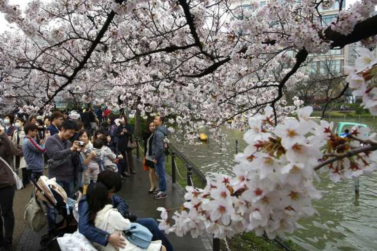 Японские города стали розовыми: расцвела сакура