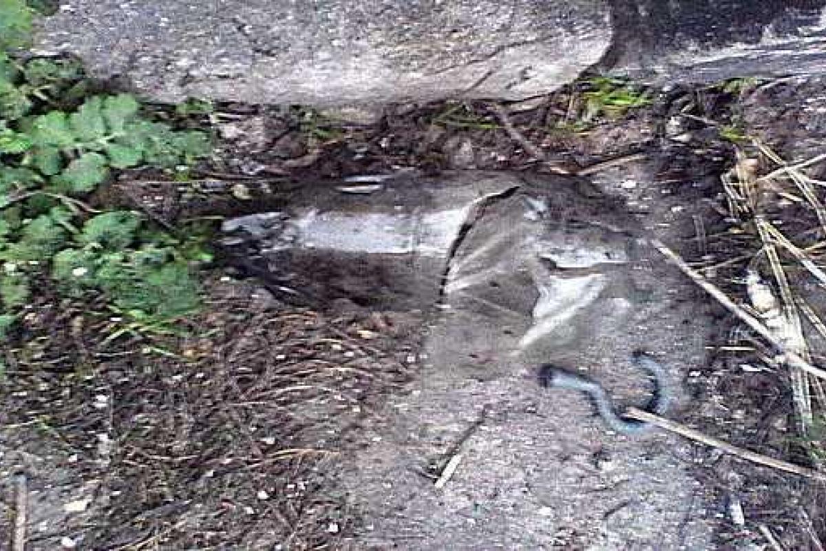 В Мариуполе неизвестные устроили взрыв во дворе частного дома, жертв нет В Мариуполе неизвестные устроили взрыв во дворе частного дома, жертв нет