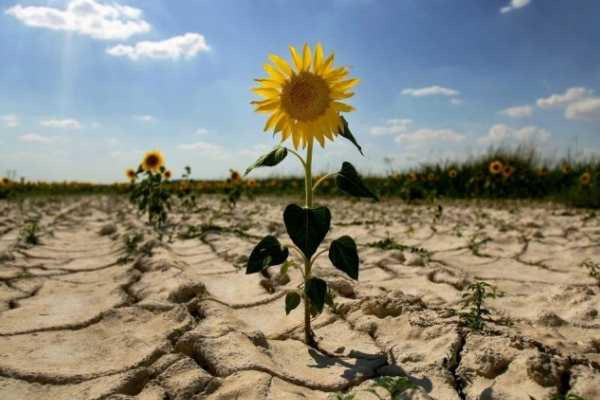 Мечты Крыма: в планах - строительство свинокомплекса и трех мясоперерабатывающих комбинатов Мечты Крыма: в планах - строительство свинокомплекса и трех мясоперерабатывающих комбинатов
