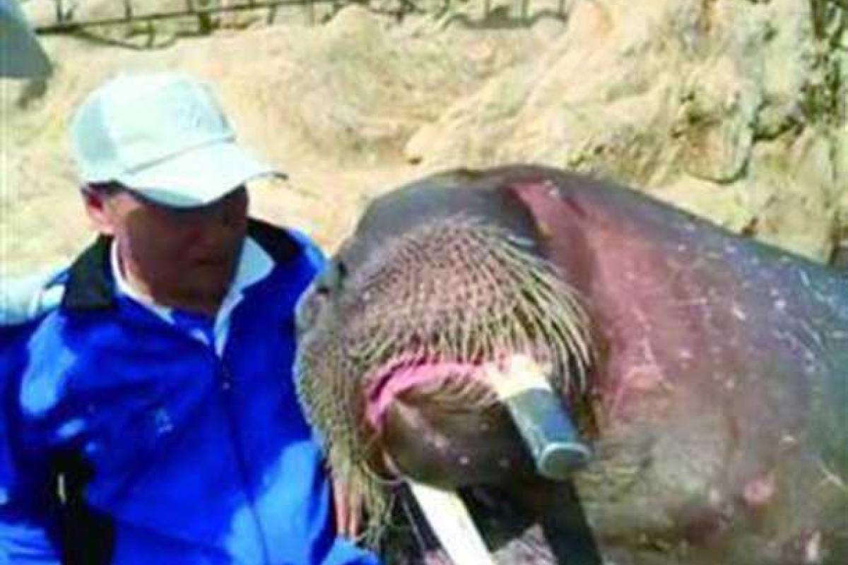 В китайском зоопарке за селфи с моржом поплатились жизнью два человека