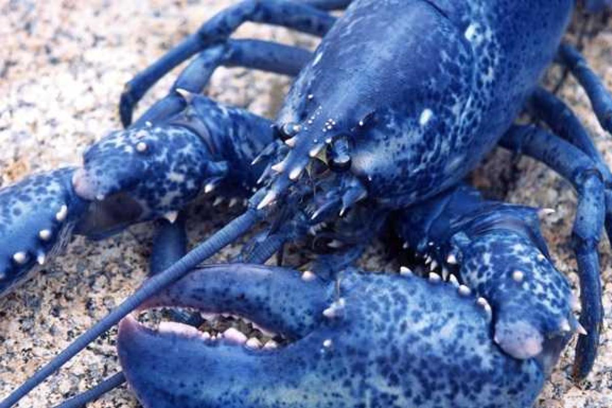 Канадские рыбаки поймали омаров редкого голубого окраса
