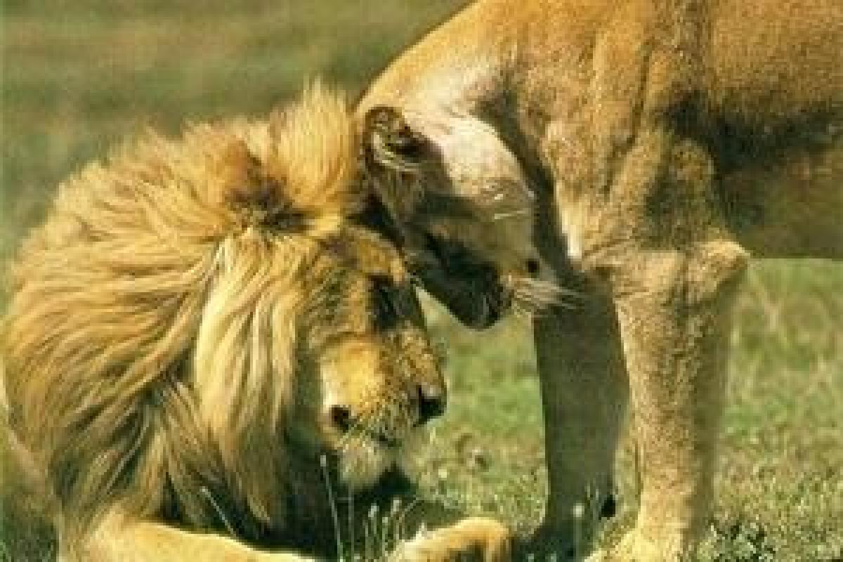 В Чили застрелили двух львов, спасая посетителя зоопарка