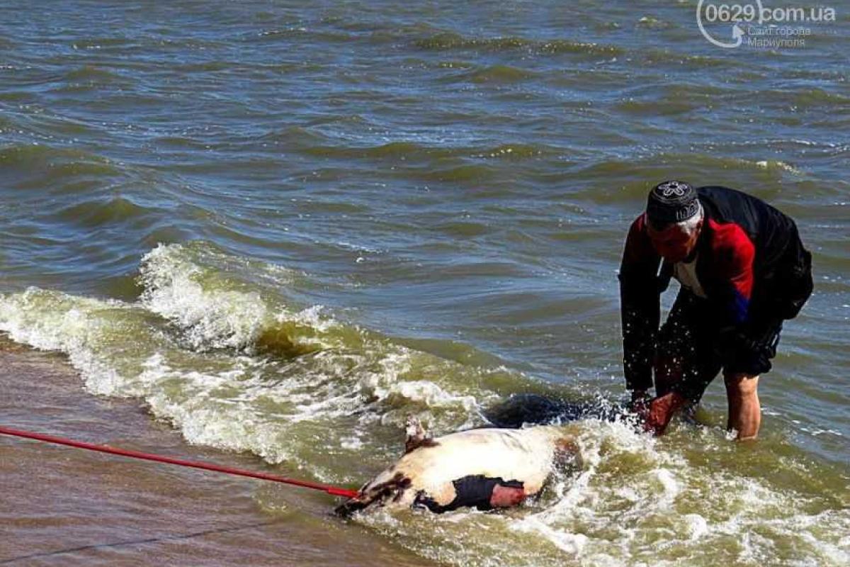 В Мариуполе на пляже обнаружено тело мертвого дельфина