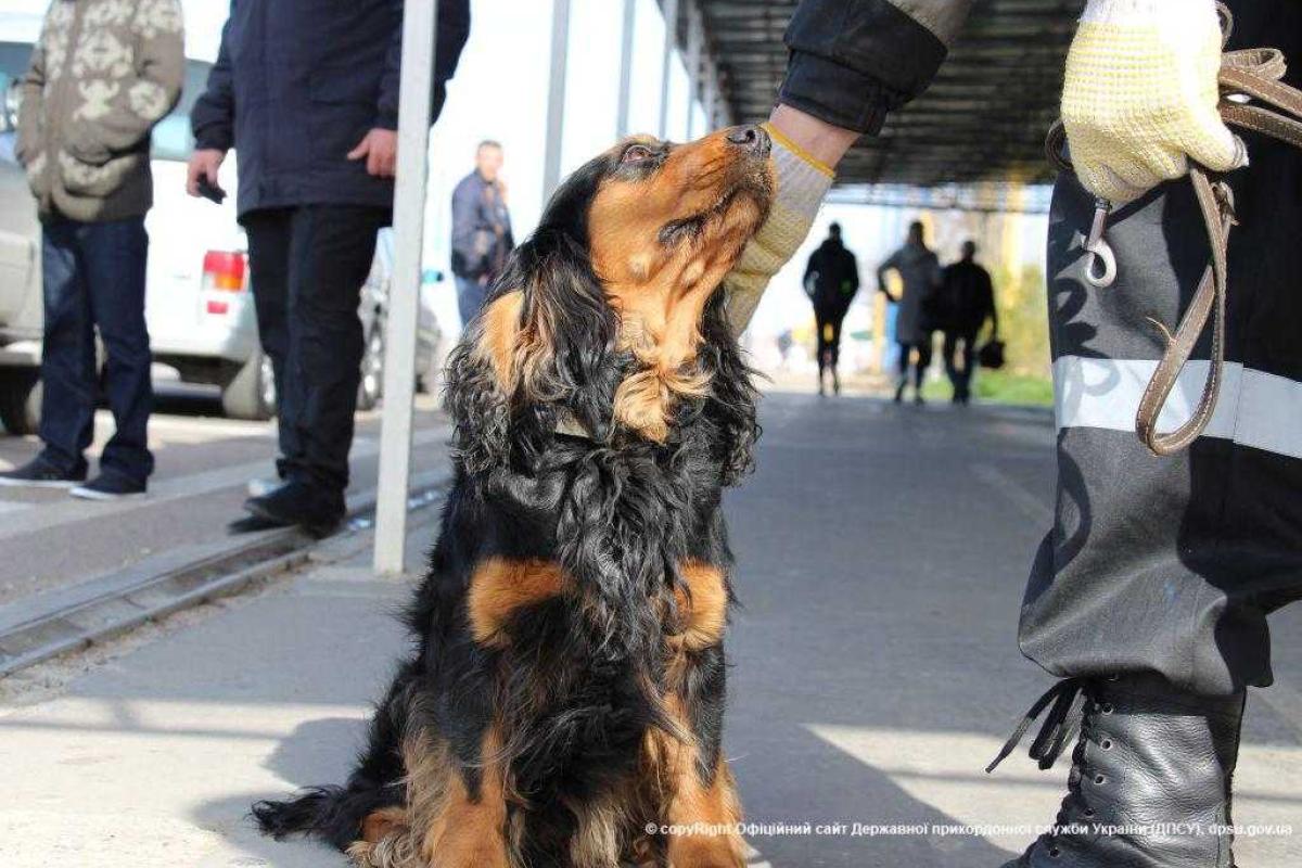 Пограничники задержали двух украинцев, пытавшихся перевезти через границу оружие