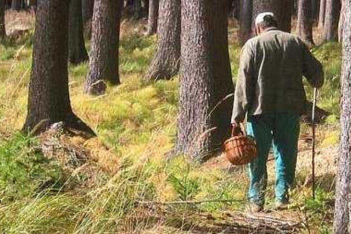 На Львовщине в лесу нашли труп пенсионера, пропавшего два дня назад На Львовщине в лесу нашли труп пенсионера, пропавшего два дня назад