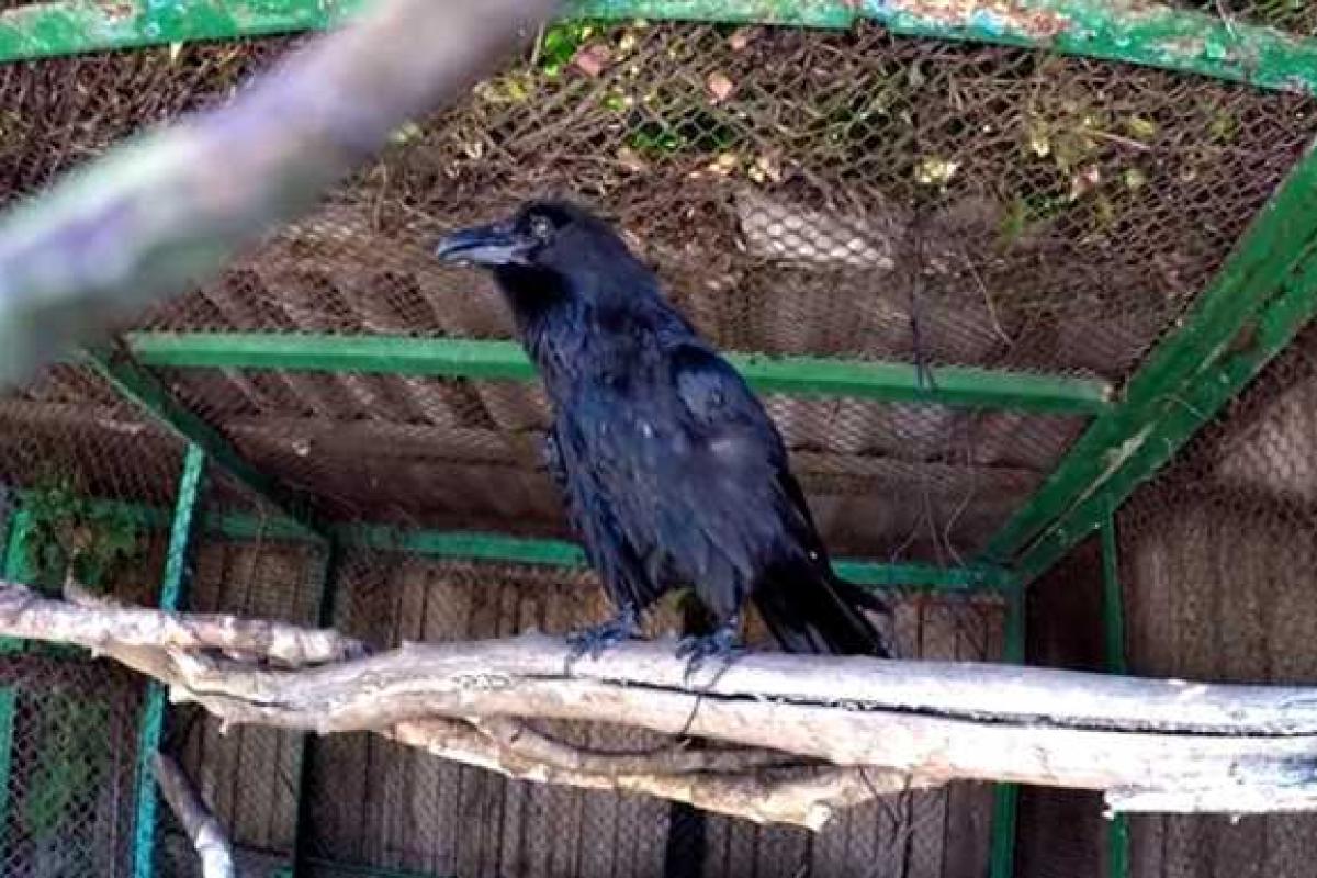 Сеть покорил говорящий ворон Карлуша из харьковского зоопарка Сеть покорил говорящий ворон Карлуша из харьковского зоопарка