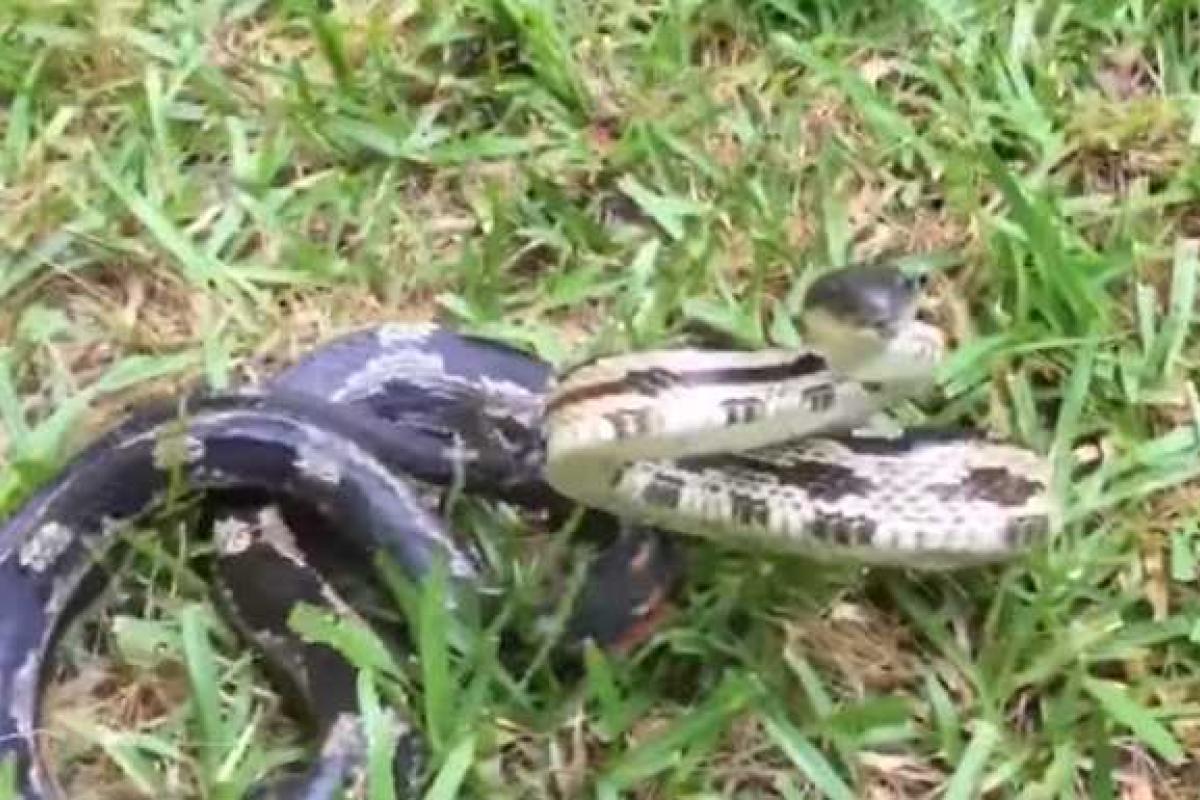 Змея отобрала смартфон у надоедливой американки Змея отобрала смартфон у надоедливой американки