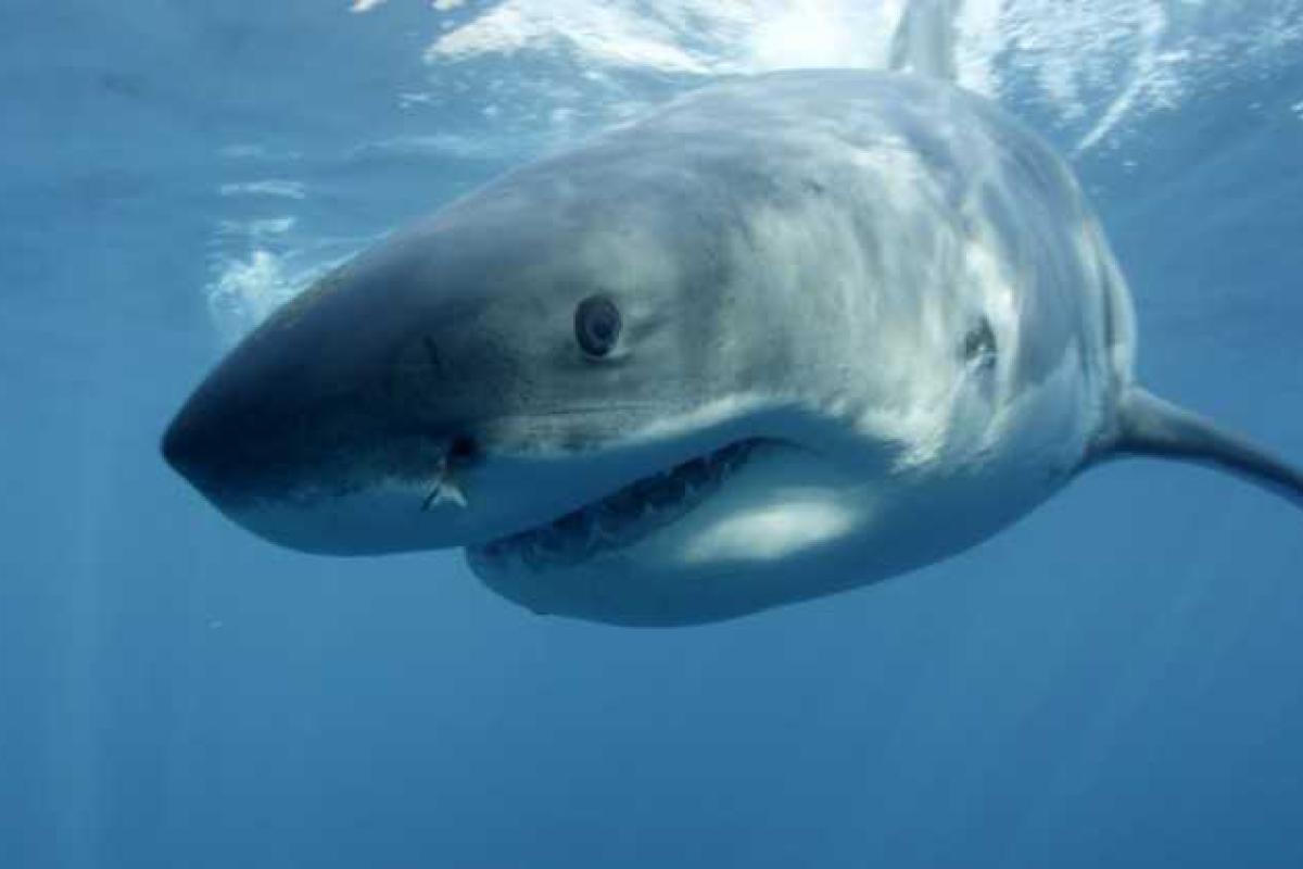 Ученые впервые сняли на видео акулу-людоеда во время сна