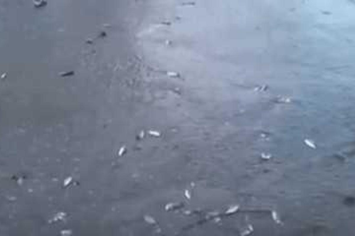 В российском Таганроге из-за обильных осадков жители ловили рыбу прямо на улицах города В российском Таганроге из-за обильных осадков жители ловили рыбу прямо на улицах города