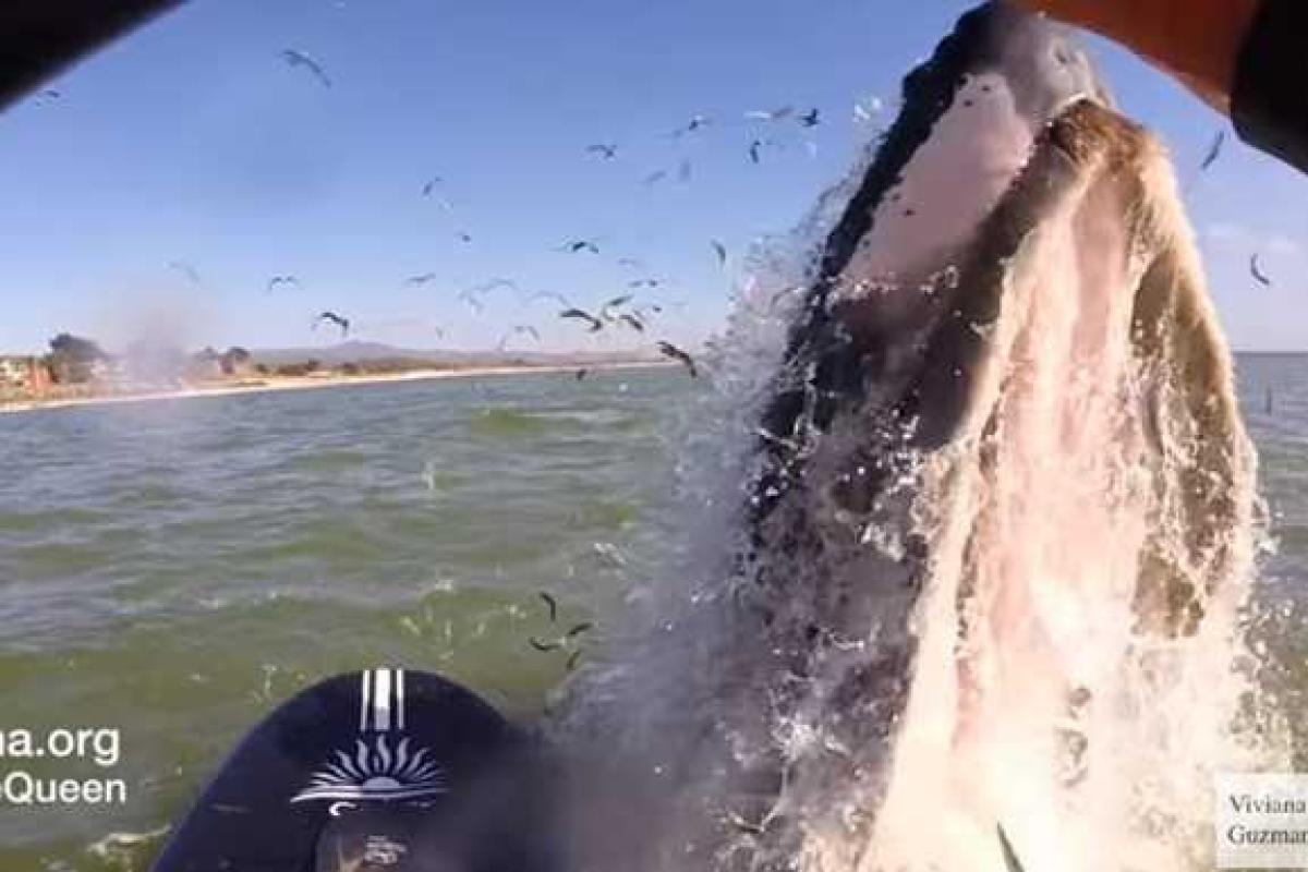 Неожиданная встреча: в Калифорнии серфингистка столкнулась с горбатым китом Неожиданная встреча: в Калифорнии серфингистка столкнулась с горбатым китом