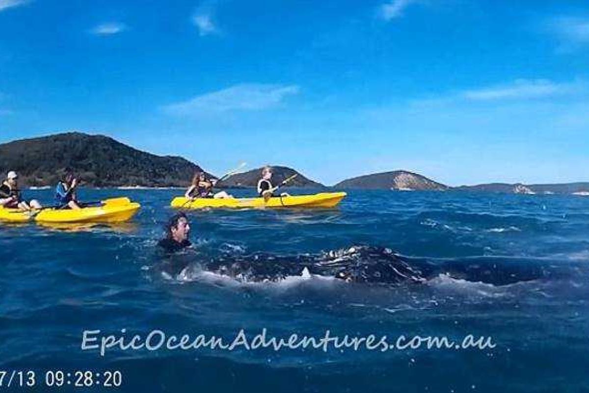 В Сеть попало впечатляющее видео, как огромный кит попросил помощи у людей