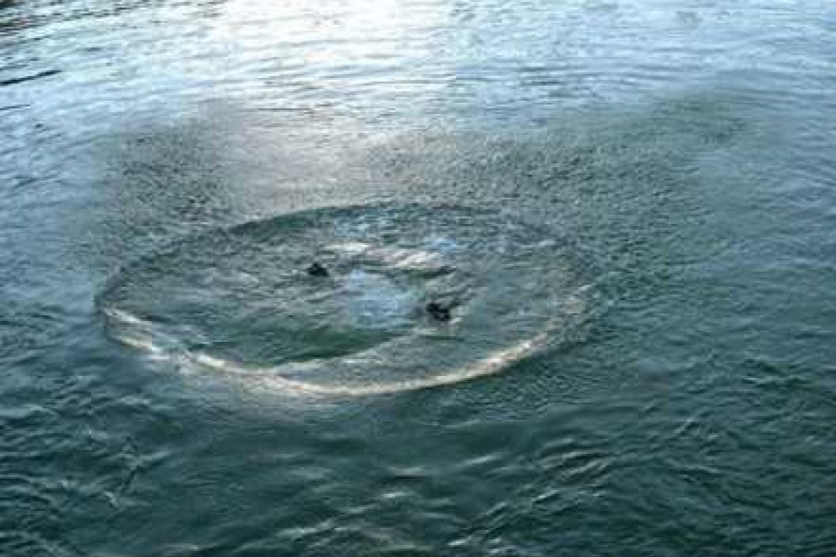 В Северодонецке водолазы на озере обнаружили тело утонувшей девушки