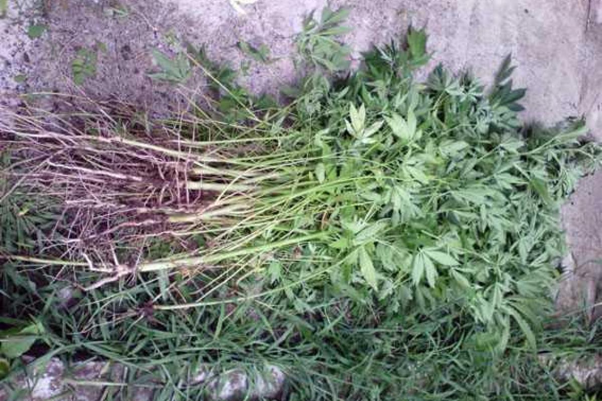 В Краматорске полиция обнаружила плантацию конопли во дворе частного дома В Краматорске полиция обнаружила плантацию конопли во дворе частного дома