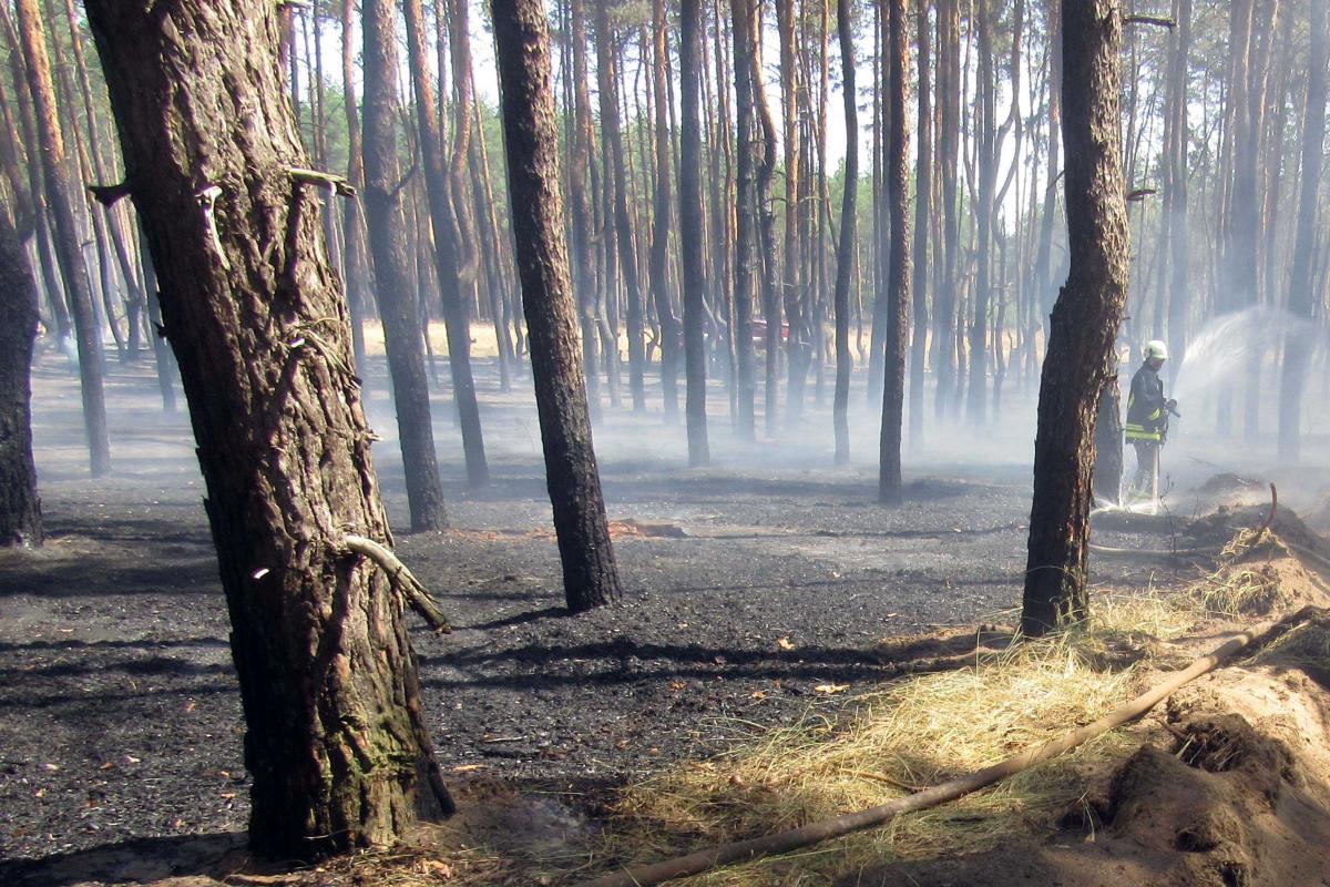 Возле Рубежного на Луганщине горел лес Возле Рубежного на Луганщине горел лес