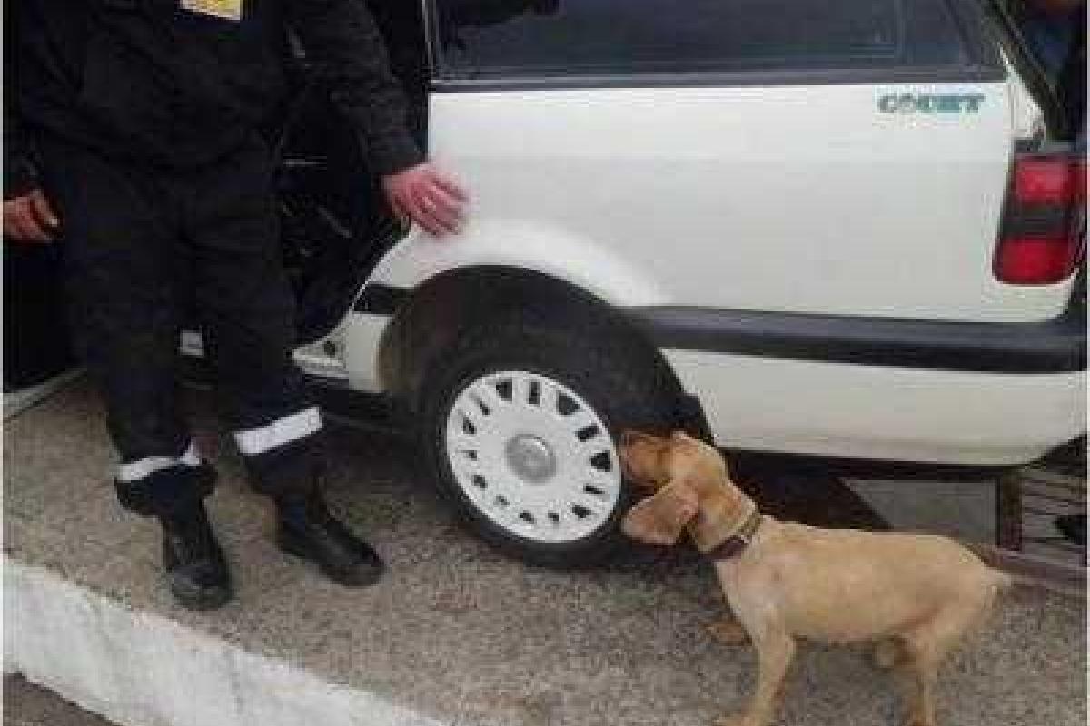 На Закарпатье контрабандисты убили пограничного служебного пса