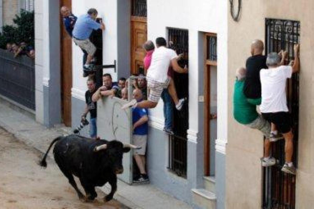 В Испании забег с быками для одного человека закончился трагически В Испании забег с быками для одного человека закончился трагически