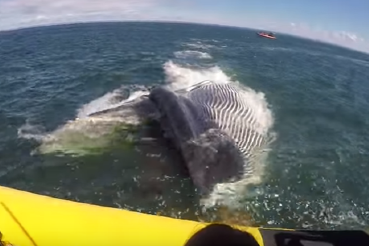 Неожиданная встреча в океане: огромный кит подплыл к лодке с туристами Неожиданная встреча в океане: огромный кит подплыл к лодке с туристами