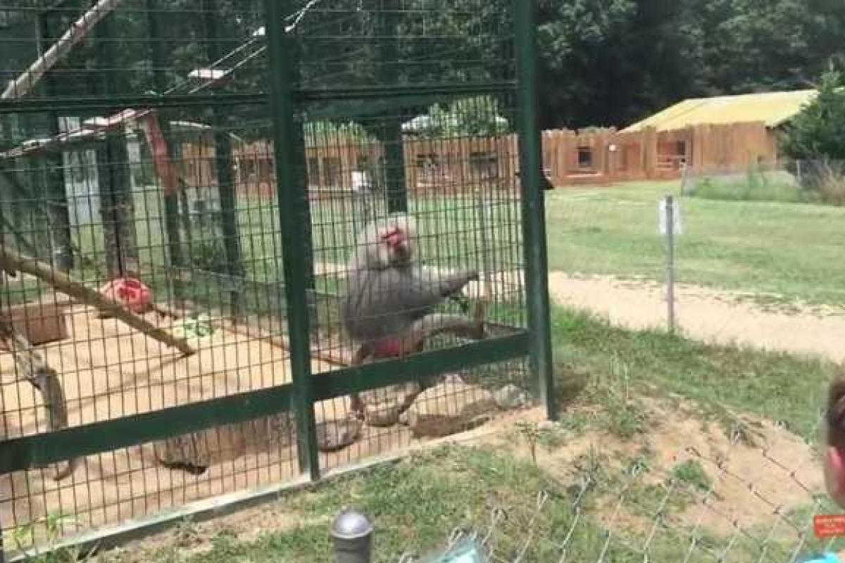 В американском зоопарке обезьяна жестко отомстила девочкам, кидающим камни в клетку В американском зоопарке обезьяна жестко отомстила девочкам, кидающим камни в клетку