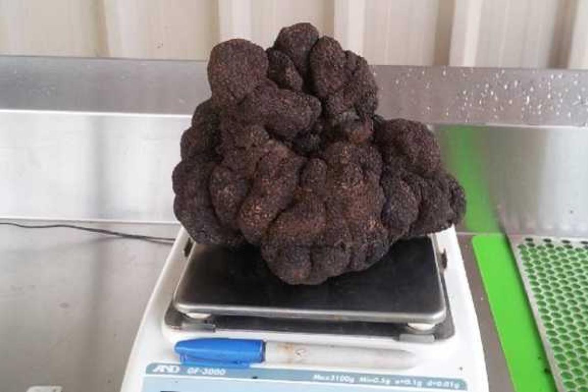 Австралиец стал обладателем целого "сокровища": он нашел трюфель весом 1,5 кг Австралиец стал обладателем целого "сокровища": он нашел трюфель весом 1,5 кг