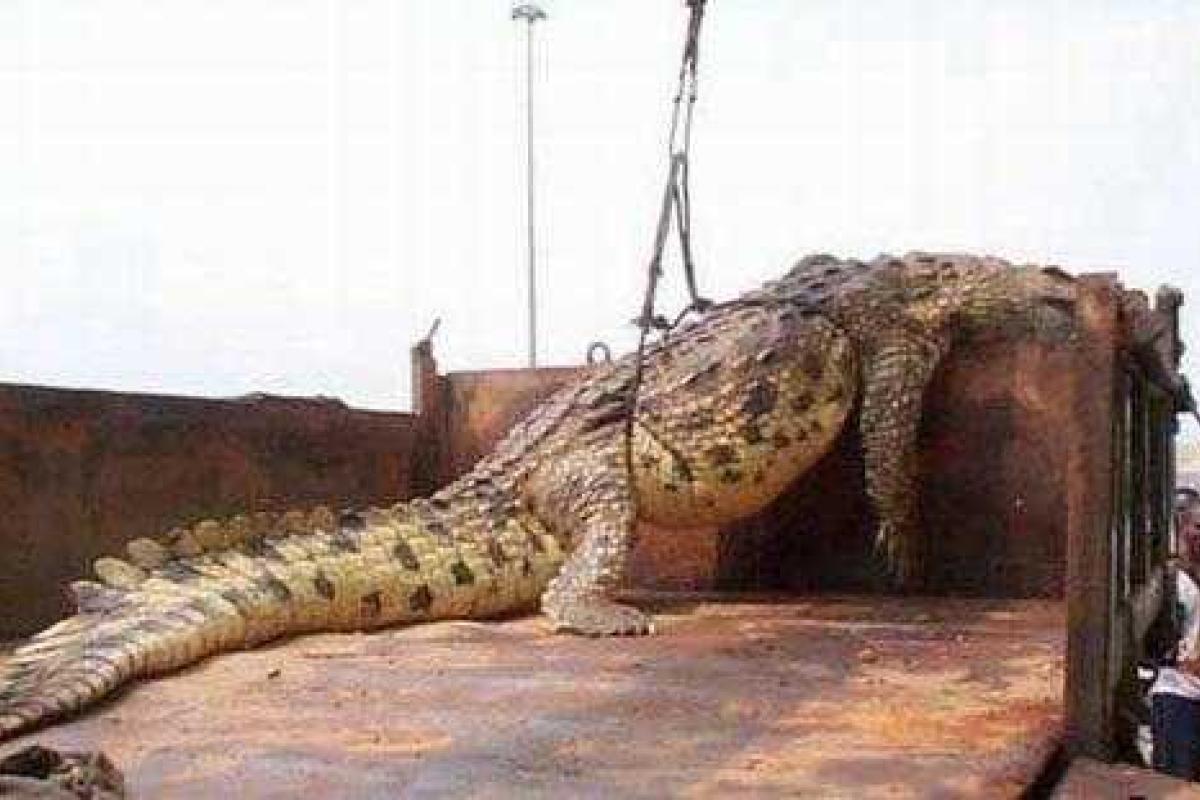 В Уганде поймали гигантского крокодила-людоеда В Уганде поймали гигантского крокодила-людоеда