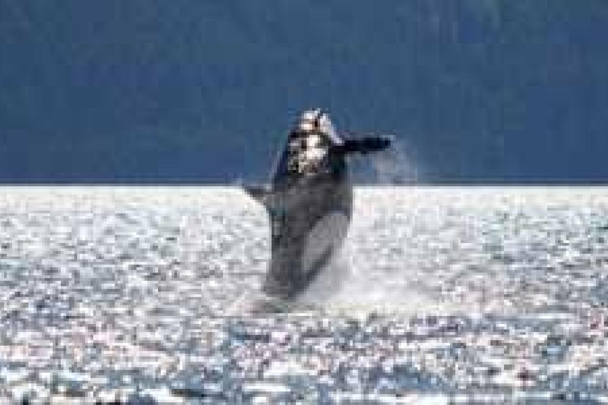 Ученые: в водах Мирового океана обитает старейший в мире кит-убийца Ученые: в водах Мирового океана обитает старейший в мире кит-убийца