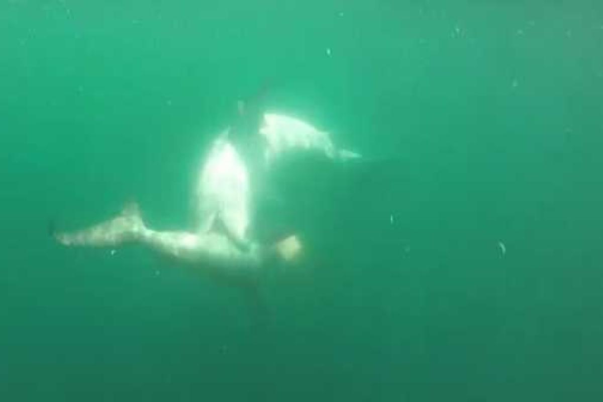 В сеть попали уникальные кадры смертельной схватки двух акул В сеть попали уникальные кадры смертельной схватки двух акул