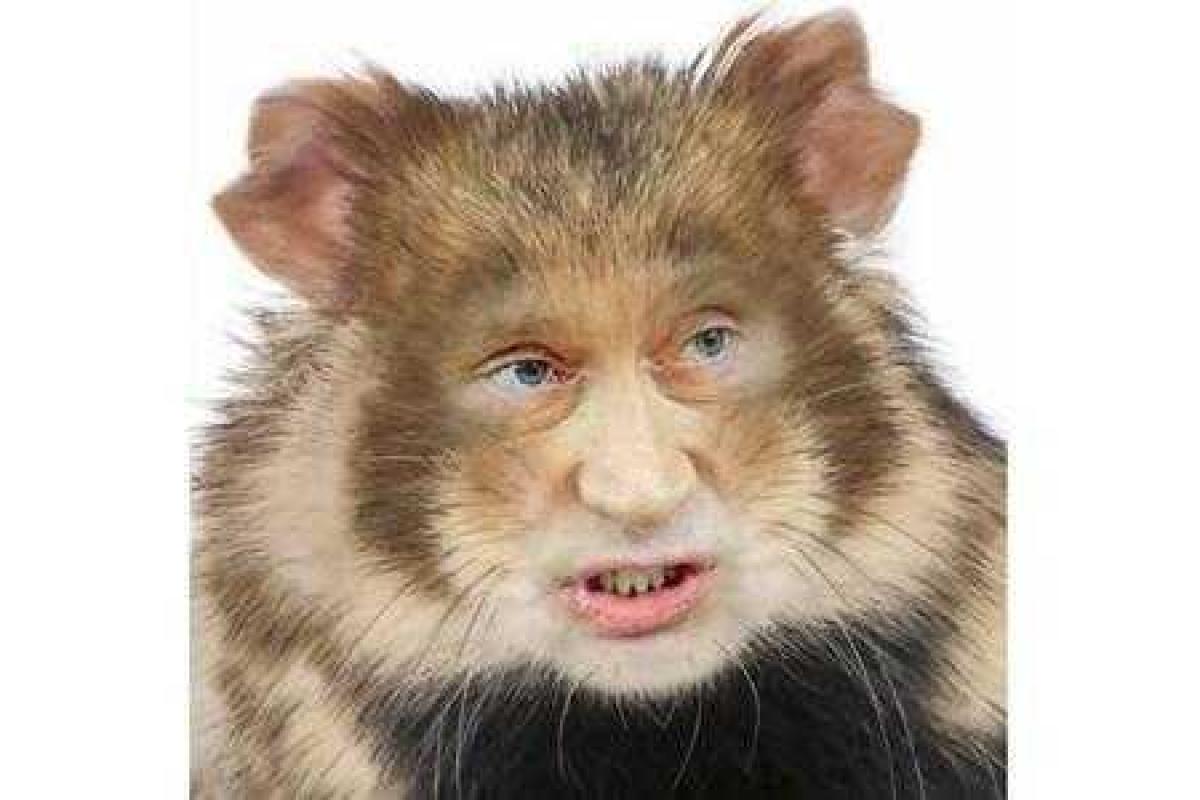 Портников: Путин ведет себя как крыса, загнанная в угол и вынужденная нападать Портников: Путин ведет себя как крыса, загнанная в угол и вынужденная нападать