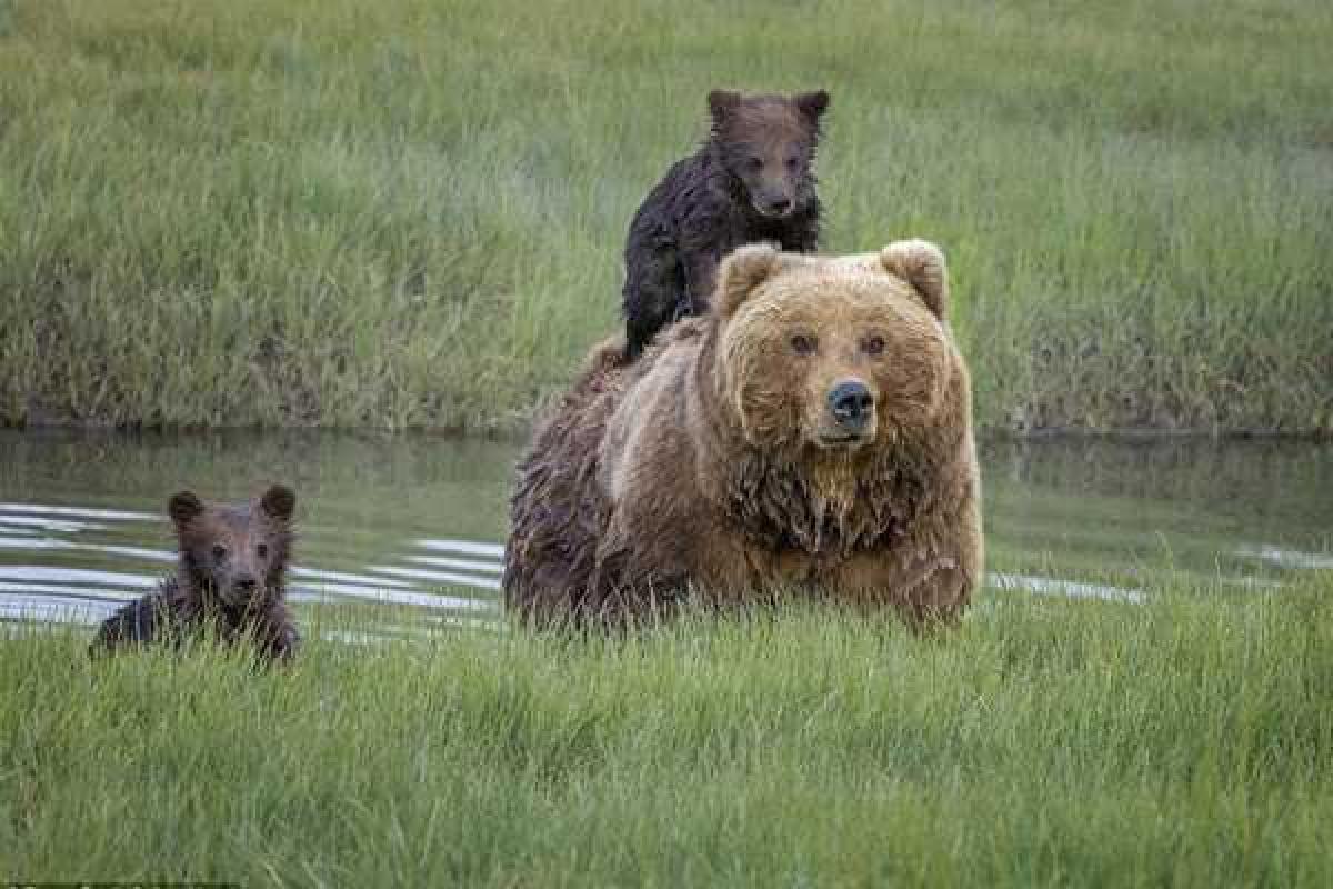 Сеть покорили трогательные снимки заботливой мамы-медведицы Сеть покорили трогательные снимки заботливой мамы-медведицы