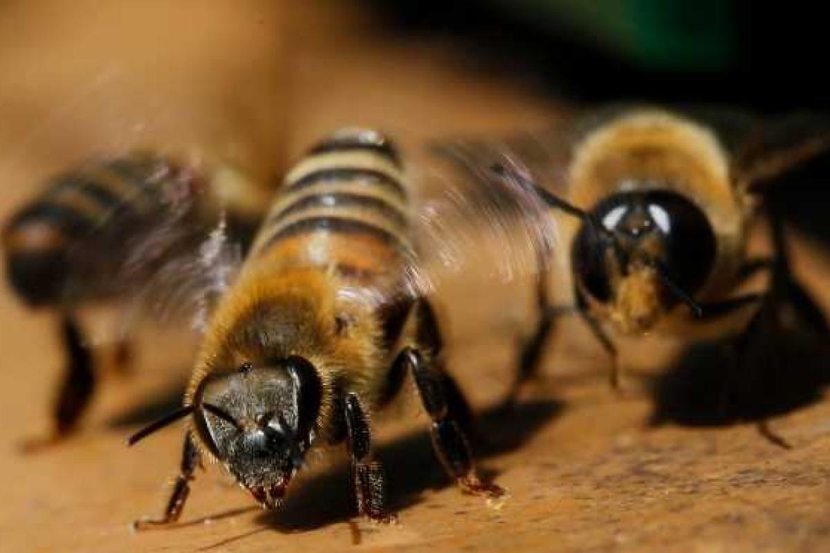 На Львовщине шершни покусали мужчину до смерти На Львовщине шершни покусали мужчину до смерти
