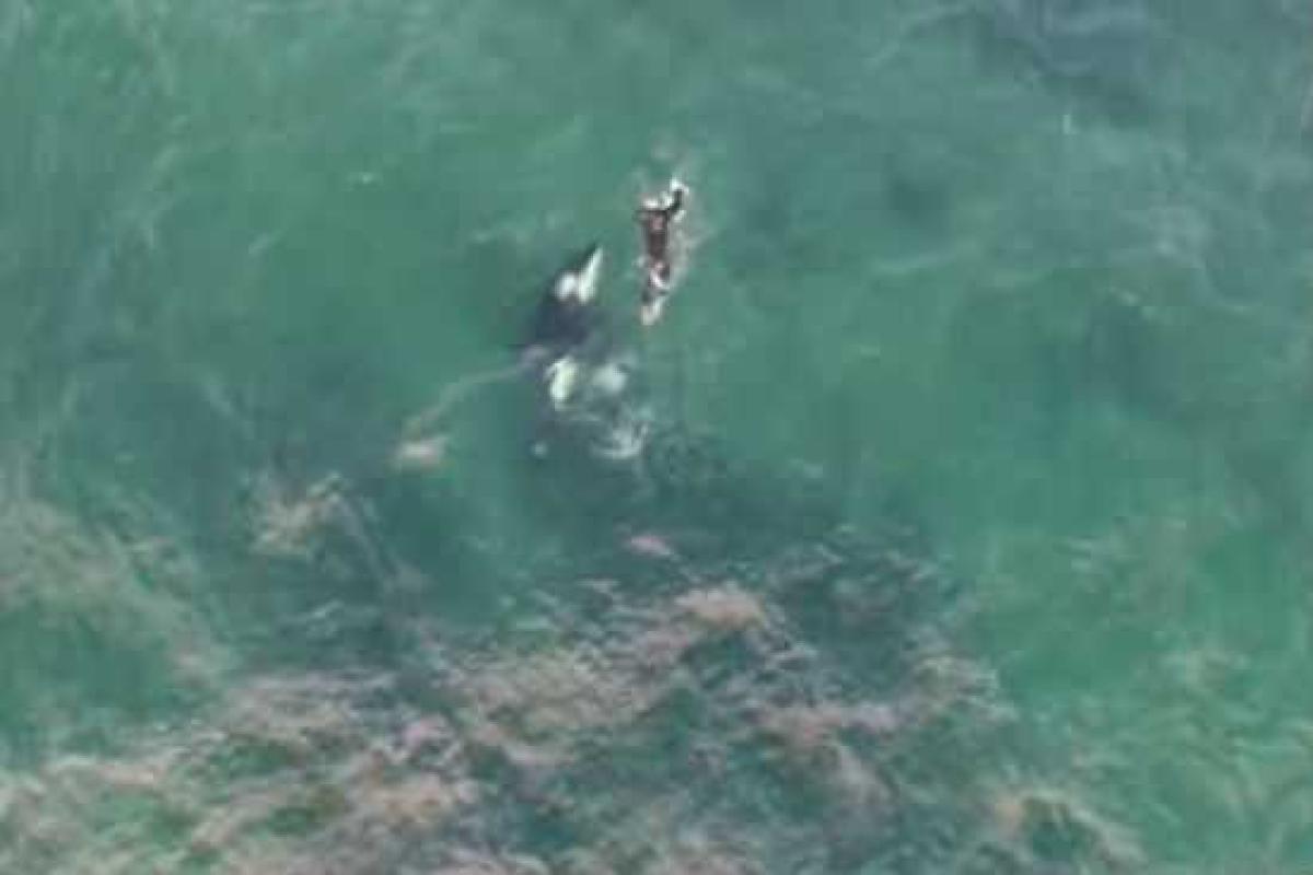 В сети появилось завораживающее видео: новозеландский экстремал поплавал с китом-убийцей