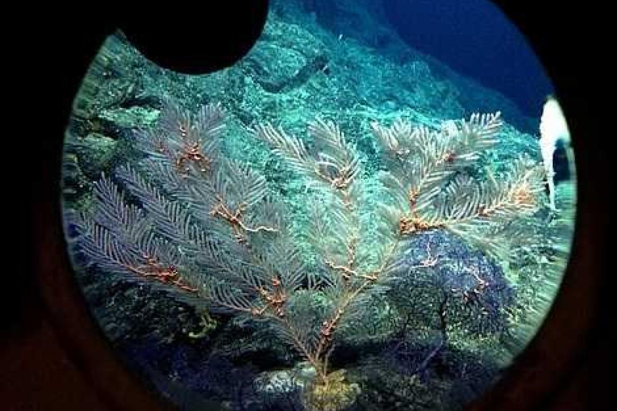 Вблизи Гавайских островов исследователи в глубоководном вулкане обнаружили неизвестных науке животных