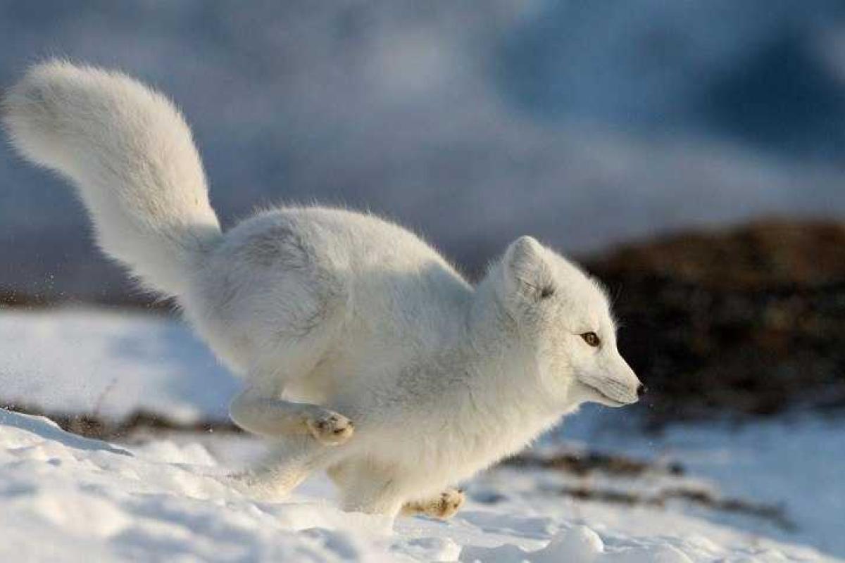 Сеть покоряет "хихикающий" песец
