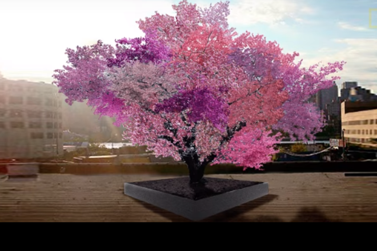 Американец выращивает чудо-деревья, на которых растут одновременно до 40 видов фруктов Американец выращивает чудо-деревья, на которых растут одновременно до 40 видов фруктов