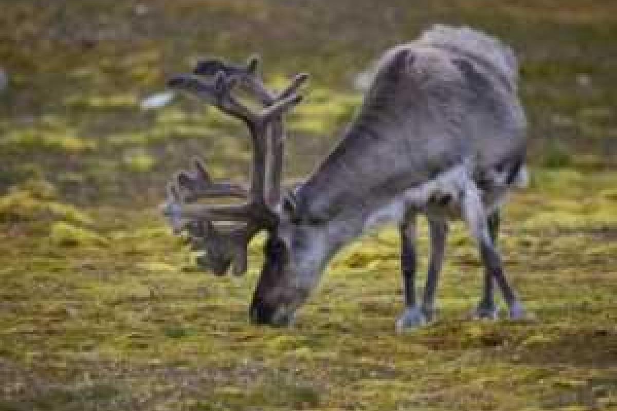 В Норвегии ударом одной молниии убито одновременно более 300 оленей В Норвегии ударом одной молниии убито одновременно более 300 оленей