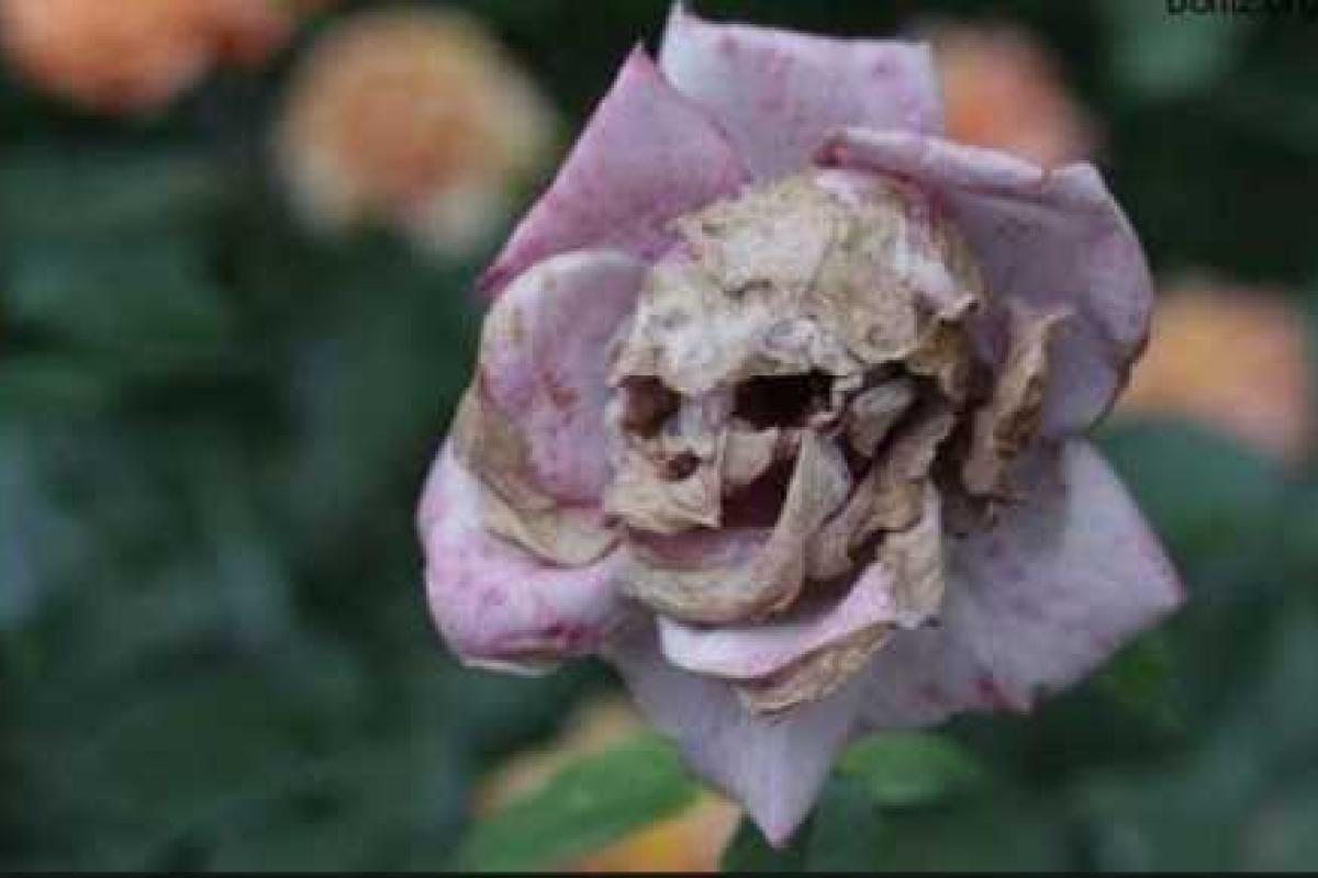 Депутаты Госдумы подарили Путину корзину роз с четным количеством цветов Депутаты Госдумы подарили Путину корзину роз с четным количеством цветов