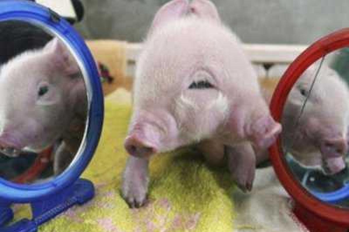 В Китае родился поросенок с тремя глазами и двумя пятачками В Китае родился поросенок с тремя глазами и двумя пятачками