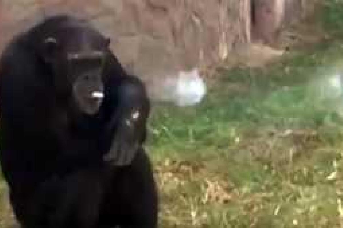 В зоопарке Пхеньяна настоящей достопримечательностью стала курящая шимпанзе Азалия