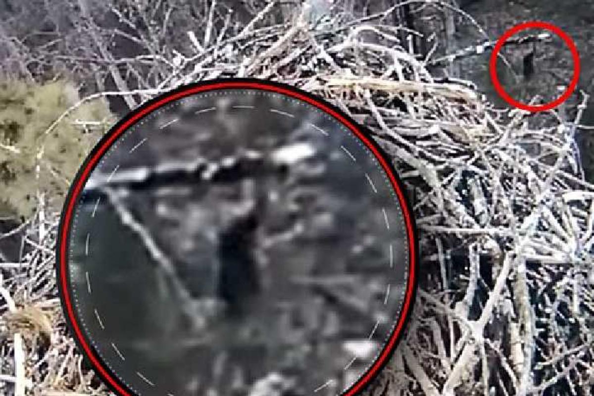 Американские ученые-орнитологи случайно сняли на камеру снежного человека Американские ученые-орнитологи случайно сняли на камеру снежного человека